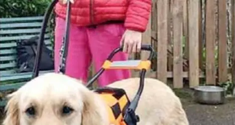 La signora non vedente con cane guida rifiutata dall'albergo, altre scuse dalla val di Fassa