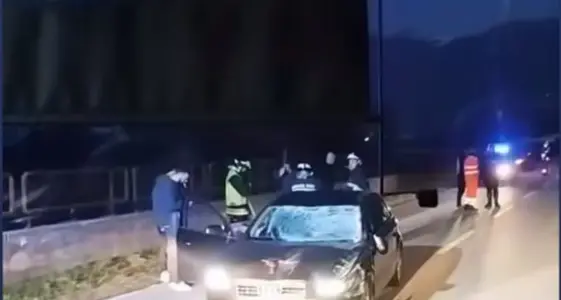 Mucca scappa sulla strada tra Borgo e Castelnuovo: investita da un'auto