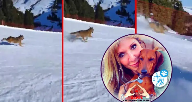 Il lupo inseguito dallo sciatore in pista a Pampeago: interviene anche \"l'avvocata degli animali\"