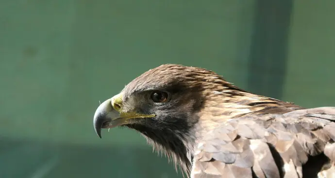 Un'aquila reale avvelenata dal piombo è stata curata e rimessa in libertà a Sella Giudicarie