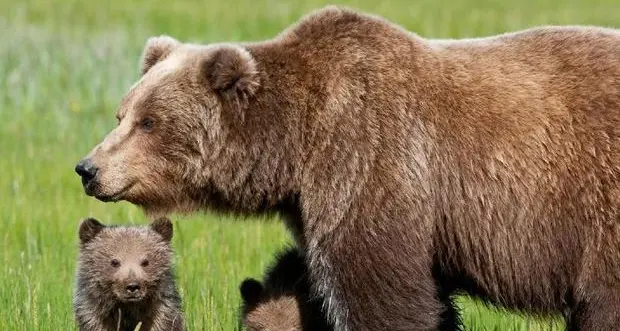 Nuove polemiche sugli orsi, Oipa contro Ferrazza (Parco Adamello): soglia numerica concetto inquietante