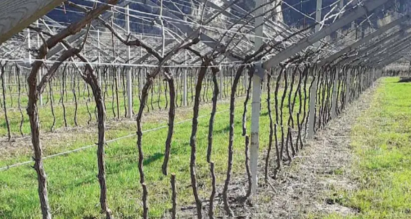 Mezzocorona, vandali scatenati: tagliate 1.255 viti di Pinot grigio Doc