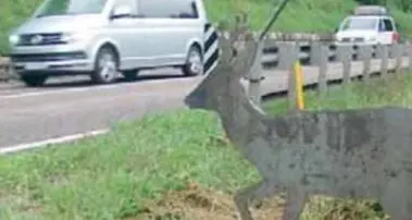 Animali selvatici investiti mentre attraversano la strada: ecco le termocamere per prevenire gli incidenti