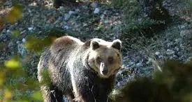 L'escursionista seguito dall'orso, la Lav: \"Comportamento sbagliato del turista\"