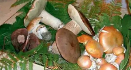 Con la Magnifica Comunità di Fiemme per scoprire il mondo dei funghi