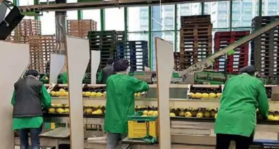 La protesta degli operai ortofrutticoli: mercoledì si vota anche alla coop Sant'Orsola