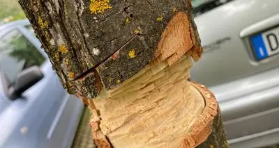 Raffica di vandalismi a Civezzano: un albero segato poteva travolgere le auto
