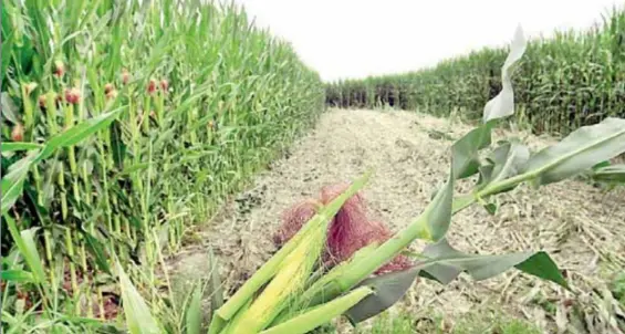 Provincia, piano di controllo degli Ogm: nel mirino il mais Monsanto