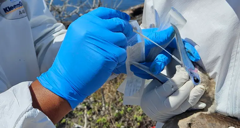 Influenza aviaria: la Ue si organizza per il vaccino, l'Italia si dissocia: polemiche