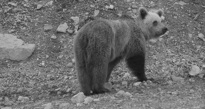 Un orso avvistato nel Lagorai, due anni fa l'ultimo caso nel Trentino orientale