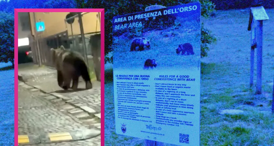 Orsi nei centri abitati in val di Sole, la Provincia intensifica il monitoraggio anche notturno