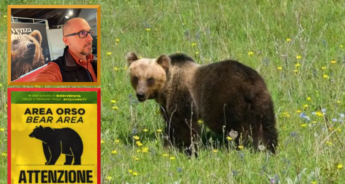 Lo zoologo Zibordi: «Sono almeno 54 gli orsi usciti dai confini del Trentino»