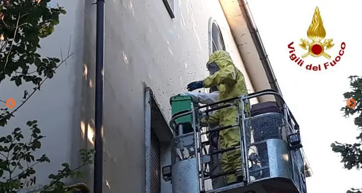 Aumenta il tariffario dei pompieri: ora 90 euro per la bonifica insetti