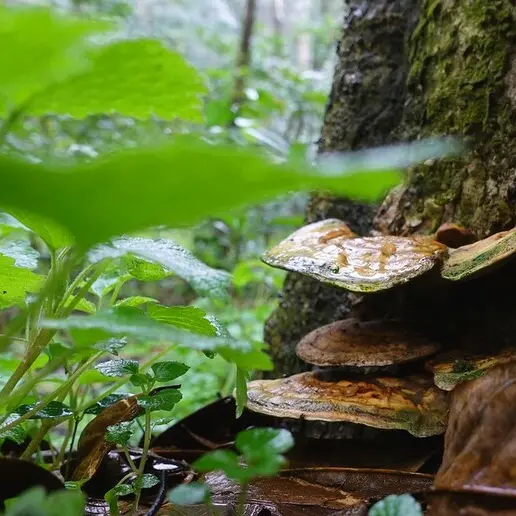 Reishi, gli effetti benefici del fungo dell’immortalità