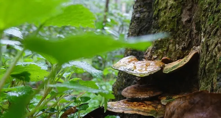 Reishi, gli effetti benefici del fungo dell’immortalità