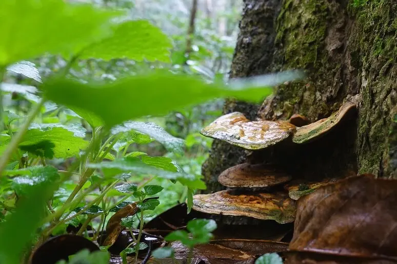 Reishi, gli effetti benefici del fungo dell’immortalità