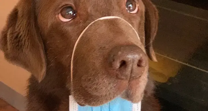 Grazie ai donatori il piccolo Damiano avrà un nuovo amico: Terry, un cane allerta diabete