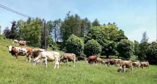 Agricoltura biologica in Trentino: crollo del 40% per le superfici coltivate