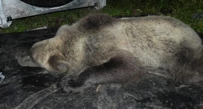 Era F12 l'orsa trovata morta con un cucciolo a Covelo, la Provincia: aggredita da un altro plantigrado