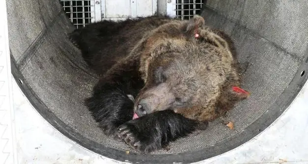 L'appello dei veterinari alla Provincia: «Anche noi al Tavolo sui grandi carnivori»