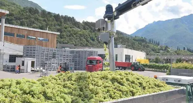 Uva in Trentino, al via una vendemmia ridotta