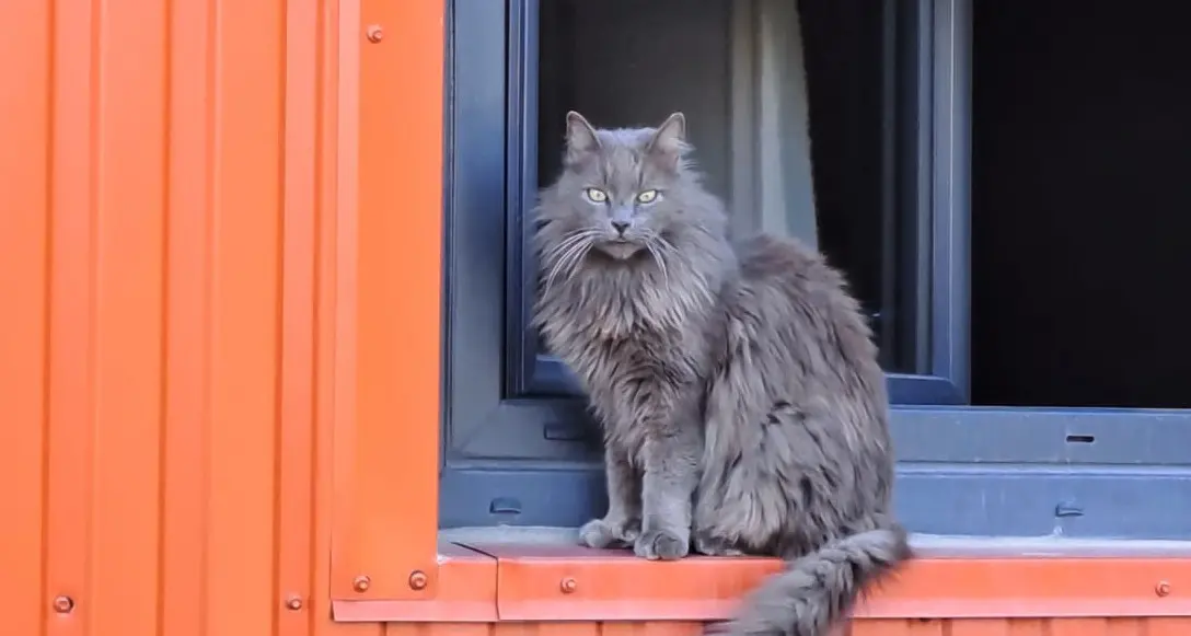 Gatto smarrito, turisti francesi chiedono aiuto: è scappato dal camper in un parcheggio a Cirè