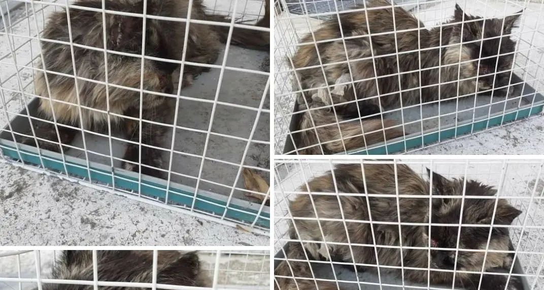 Gattina malata trovata e soccorsa a Levico: si cercano i proprietari