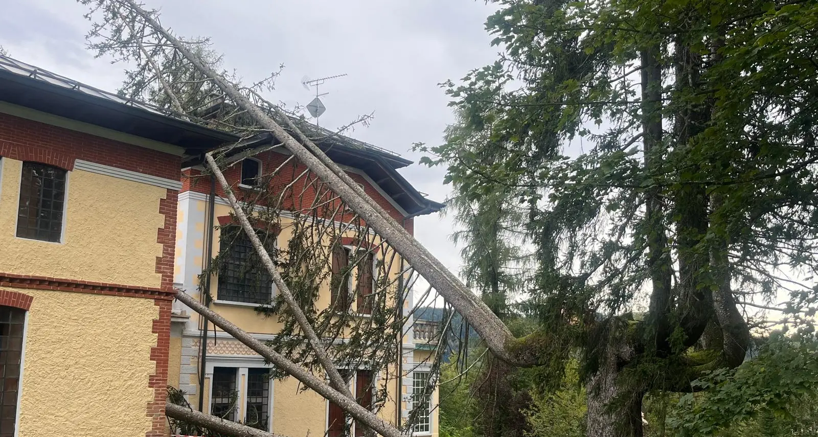 Lavarone, il vento abbatte anche l’abete rosso policormico nel parco di Villa Zileri