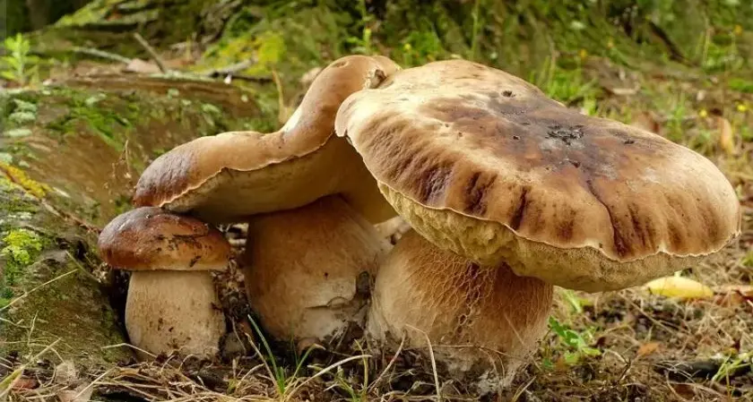 Attesa per la prima grande buttata di funghi porcini