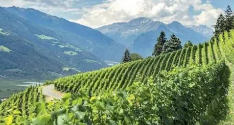 Annibale Salsa: «Nuovi vigneti ad alta quota? Se ben gestiti, non è tabù»