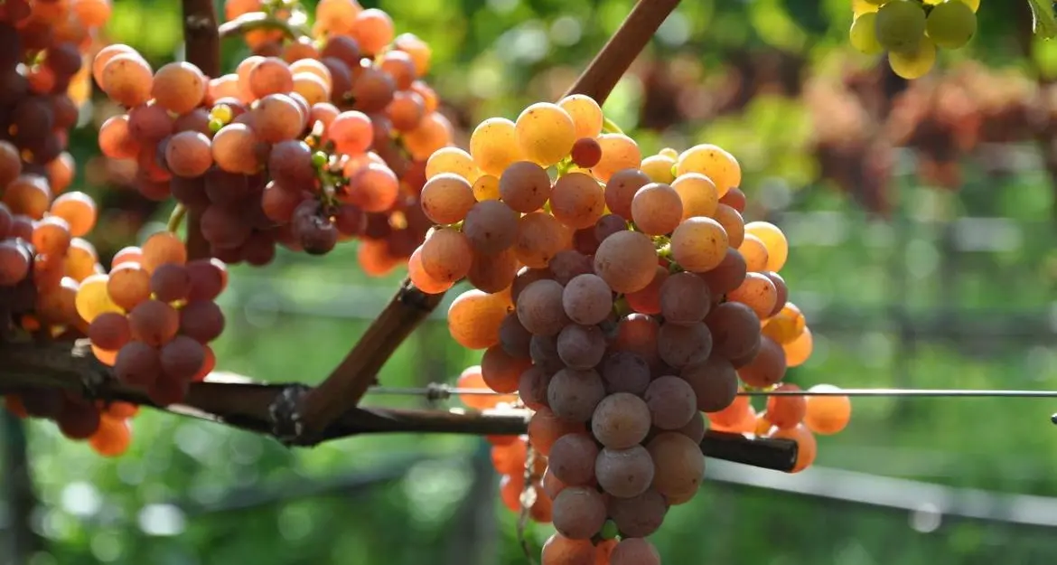 Traminer aromatico, temperatura e pH ottimali preservano gli aromi del vino