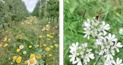 Con le «strisce fiorite» tra i frutteti si aiutano la biodiversità e gli insetti alleati