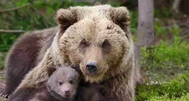 Le associazioni: \"La consultazione sui grandi carnivori in val di Sole? Sarà solo una farsa costosa\"