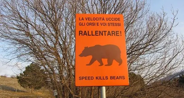 Enpa: in Trentino contro gli investimenti di orsi e altri animali servono passaggi protetti