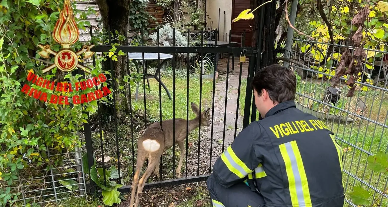 Torbole, capriolo incastrato nella ringhiera: liberato dai vigili del fuoco