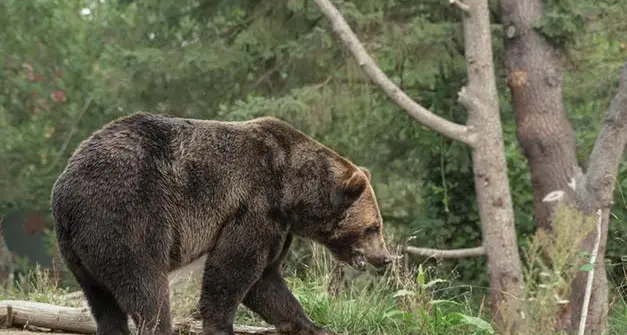 Fungaiolo colpito dall'orso, la Lav: \"Forse bastava un campanello per evitare l'incontro\"