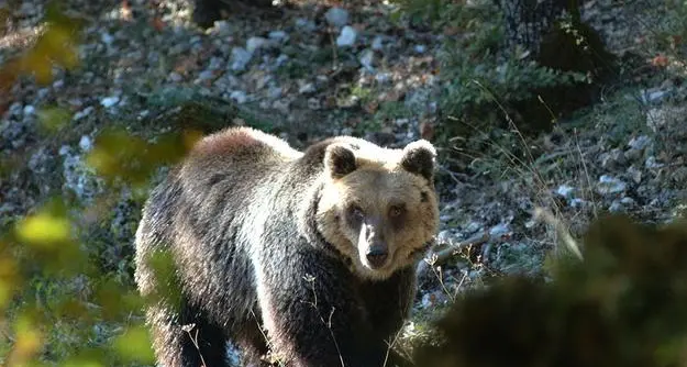 Orsi, gli animalisti sul referendum: \"Solo uno sfogo per cittadini strumentalizzati\"
