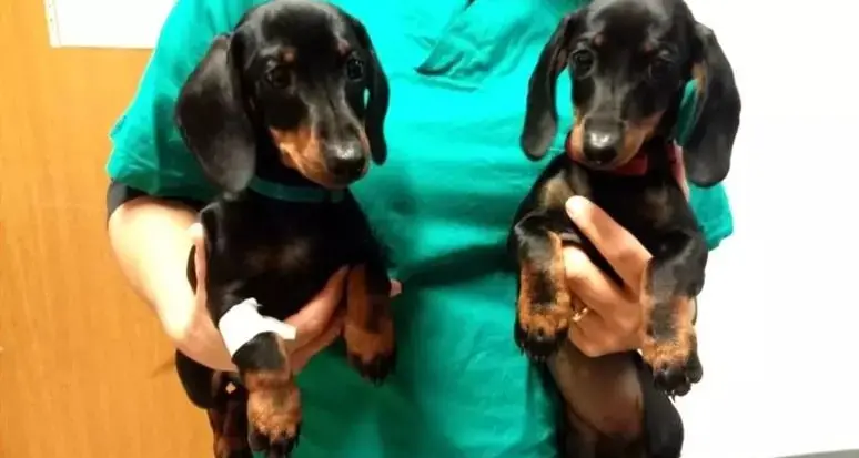 Vendono cuccioli di bassotti in un parcheggio a Bolzano