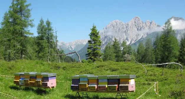 Premiati i migliori mieli del Trentino: 28 le aziende partecipanti