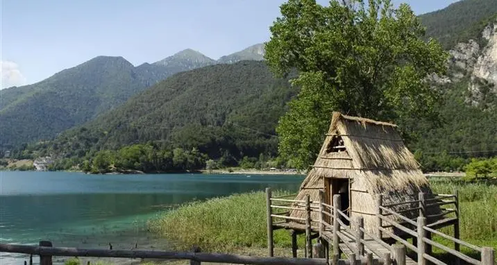 Le azioni per salvare l'albero, il sindaco: \"Stanno rovinando la festa per una pianta\"