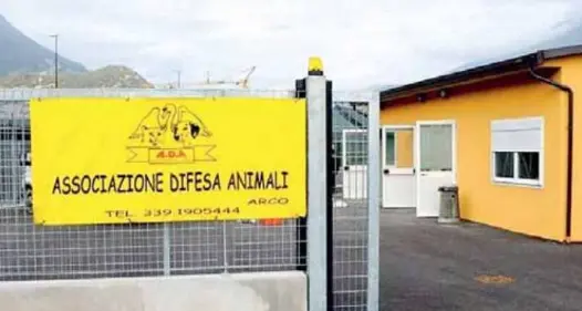 Sempre più cani abbandonati, l'appello dell'Associazione difesa animali