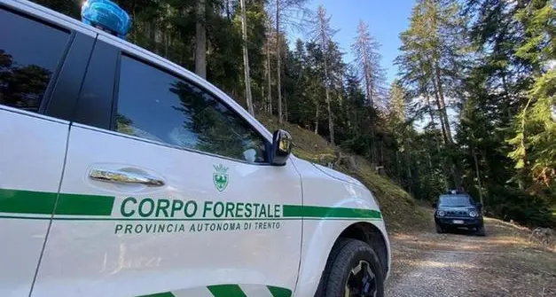 Lucia Coppola: \"Inconcepibile l'uccisione dell'orso M91, mai aggressivo\"