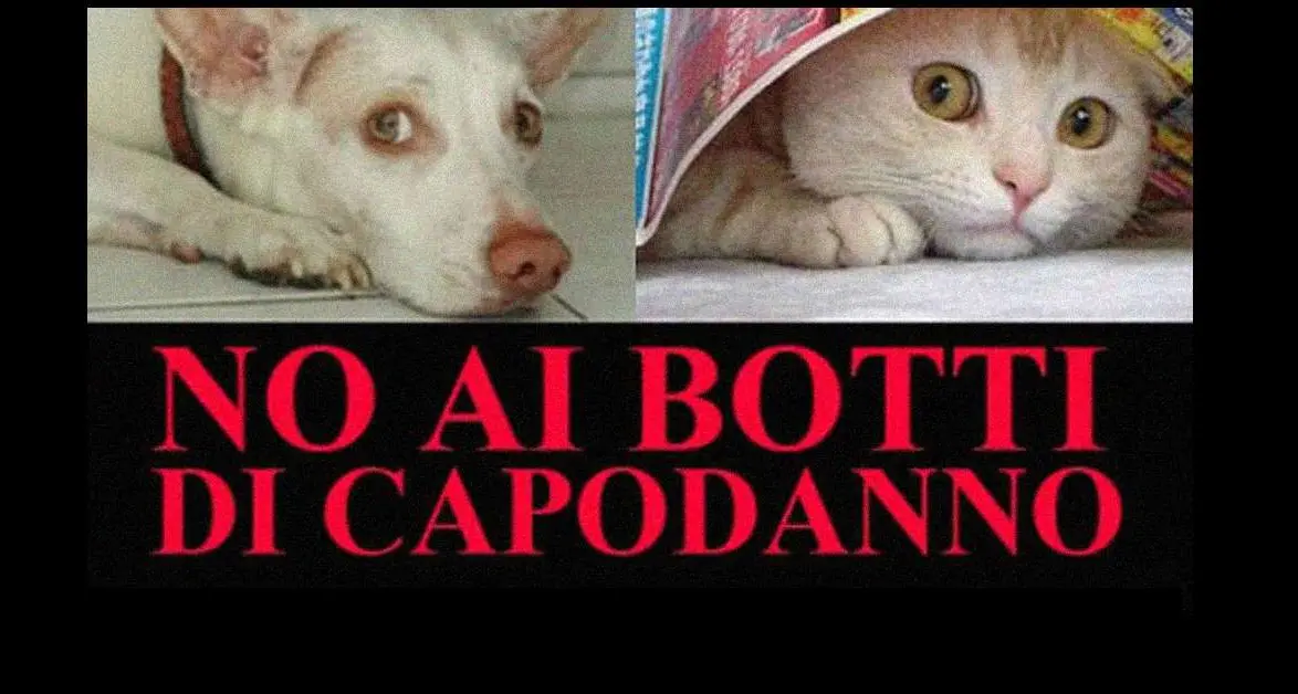 Rovereto, fuochi d’artificio e botti vietati per Capodanno: pericolo per persone e animali