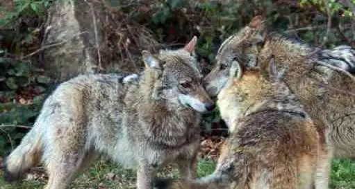 Ragazza incontra i lupi sotto casa: «Se la sono presa con la mia Megal, ho gridato e sono scappati»