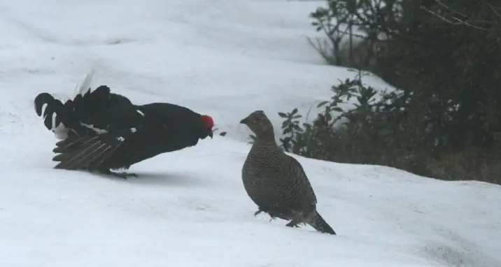 Uccide un gallo forcello e va dai forestali: «È stato un mio errore». Ma scatta la denuncia
