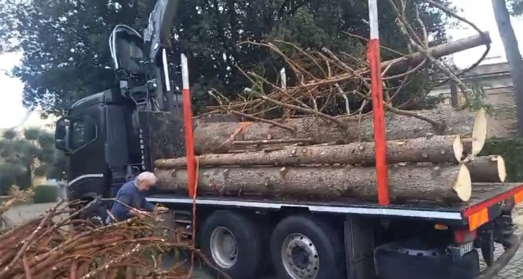 L'albero di Natale per il Papa è tornato a Ledro: il legno destinato alle sculture