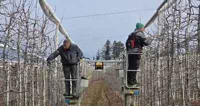 Casez, gara di solidarietà: via alla “potatura solidale” per salvare le piante del melicoltore malato