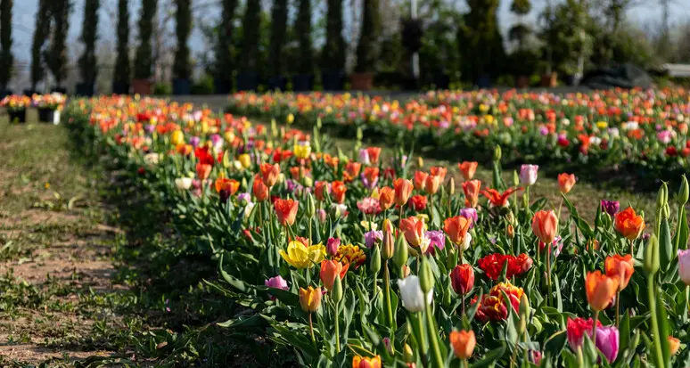 Levico, al Parco asburgico tre giornate dedicate al tulipano
