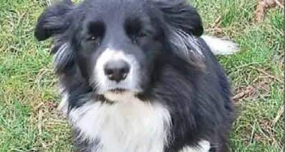 Avio, allarme bocconi avvelenati: la cagnetta Blu salvata in extremis dal veterinario