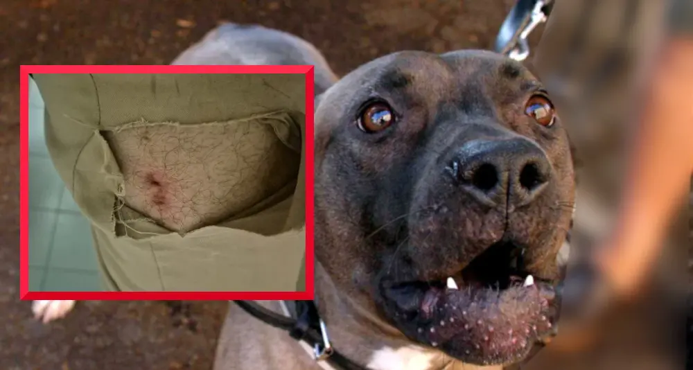 Gardolo, cliente azzannato all'improvviso da un pitbull al bar